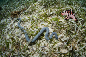 Sea Snake